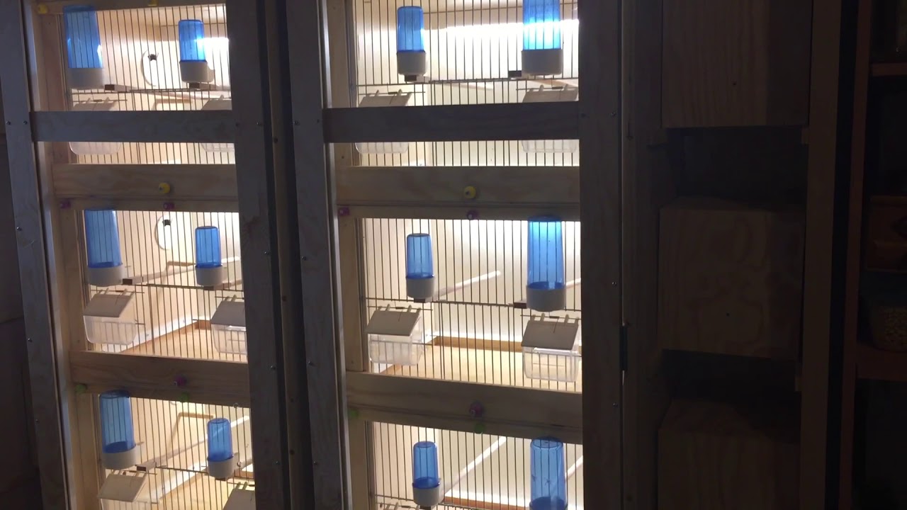 Zuchtkäfig Zuchtboxen