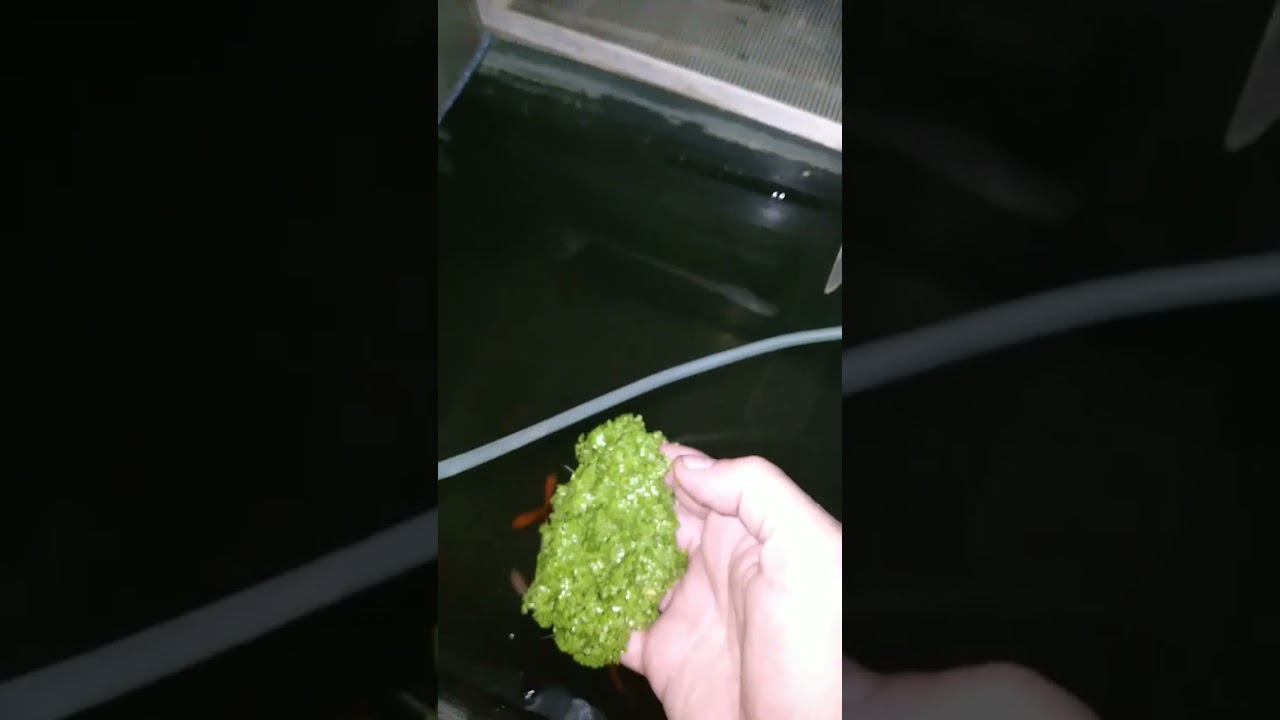Lemna alimento natural para peces