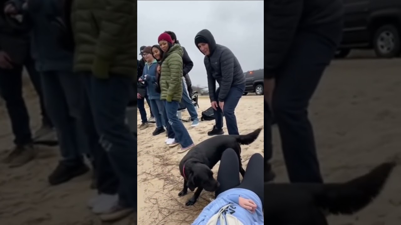 TOP 4: PERROS QUE ARRIESGARON LAS VIDAS POR  SUS HUMANOS 🥺🎖️