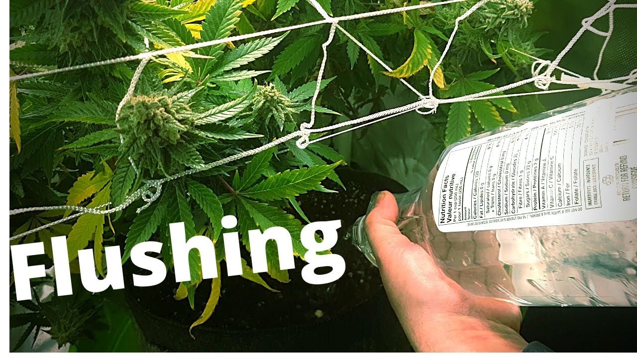 How To Flush Your Cannabis In A Trellis