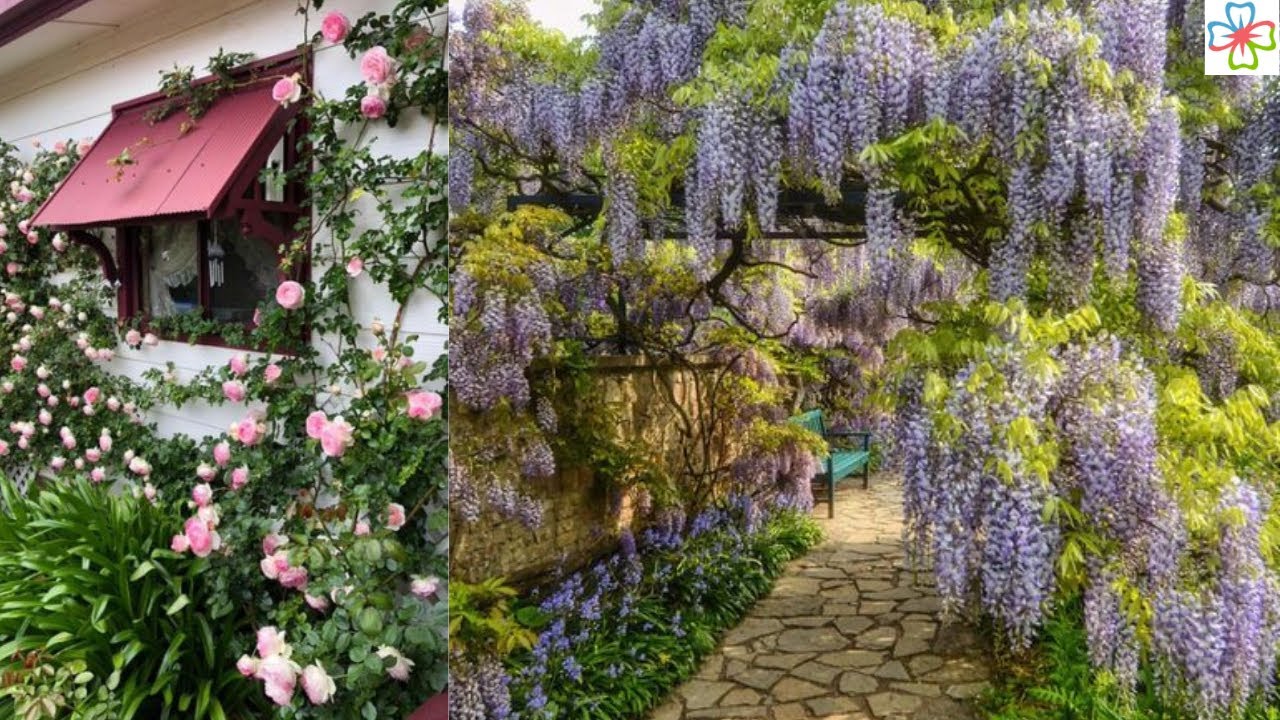 26 Flowering Vines for Shade  Best Shade