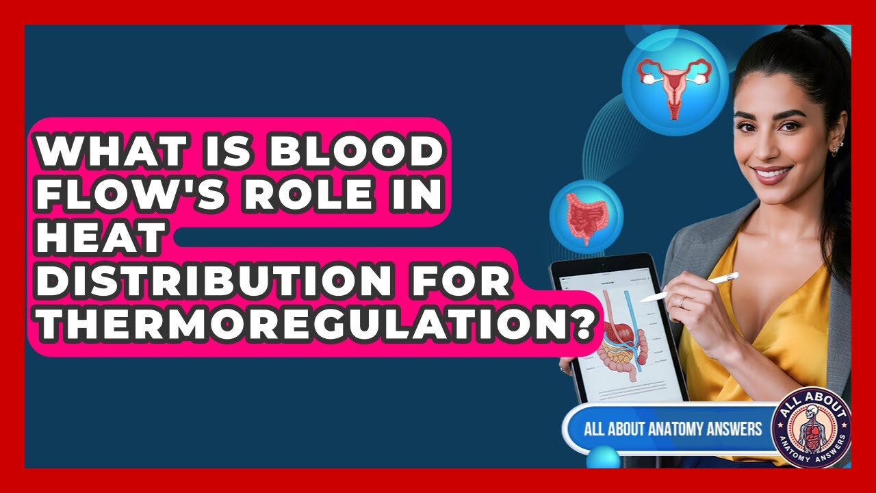 What Is Blood Flow's Role In Heat Distribution For Thermoregulation? - All About Anatomy Answers