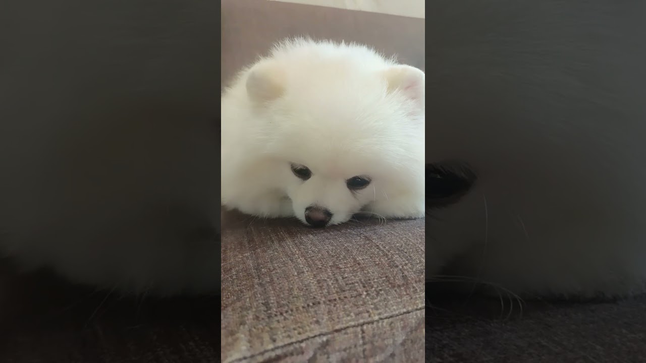 #pomeranian #коткомпот #pets #брошенныекоты #pom #веселыекоты #cute #шпиц #cat #funny