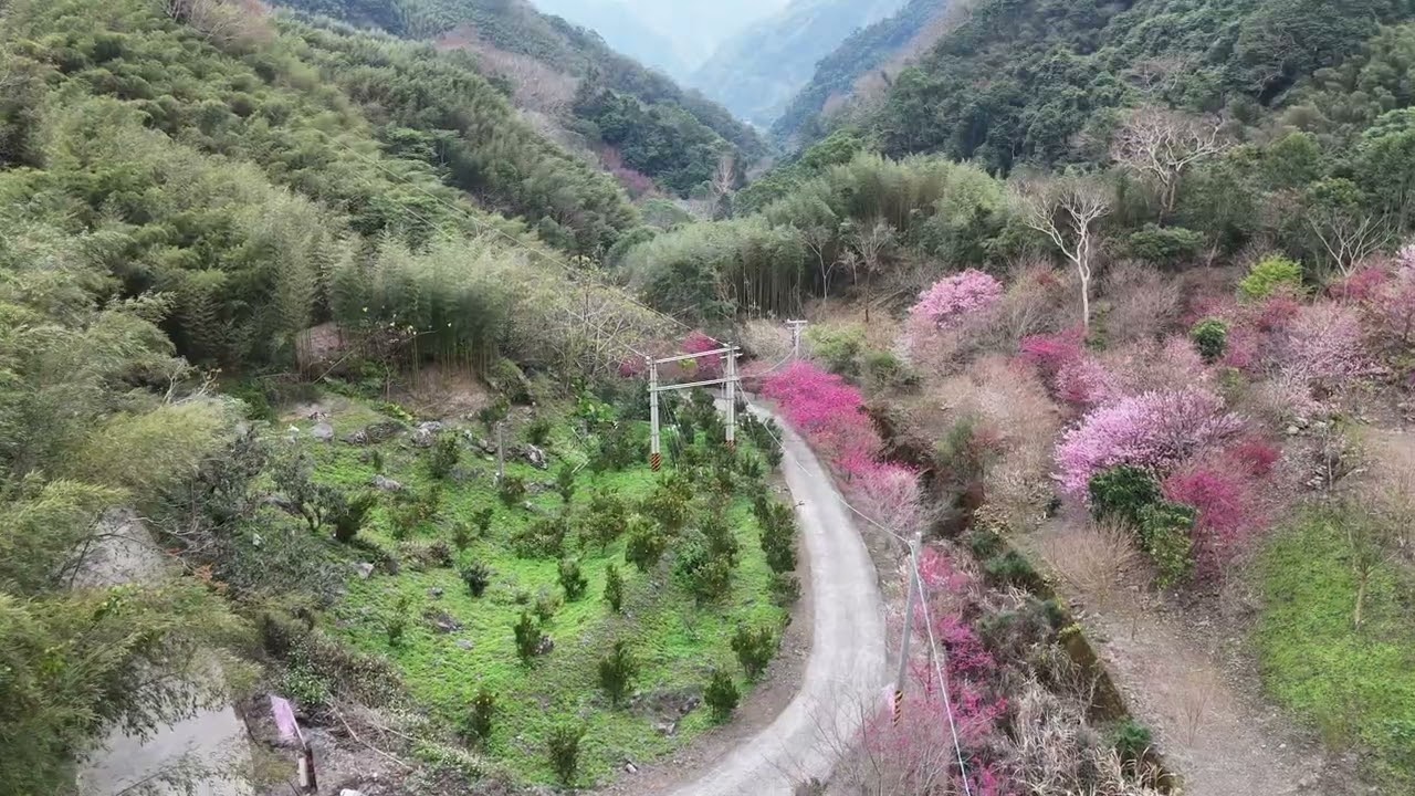 飛行在夏蝶冬櫻