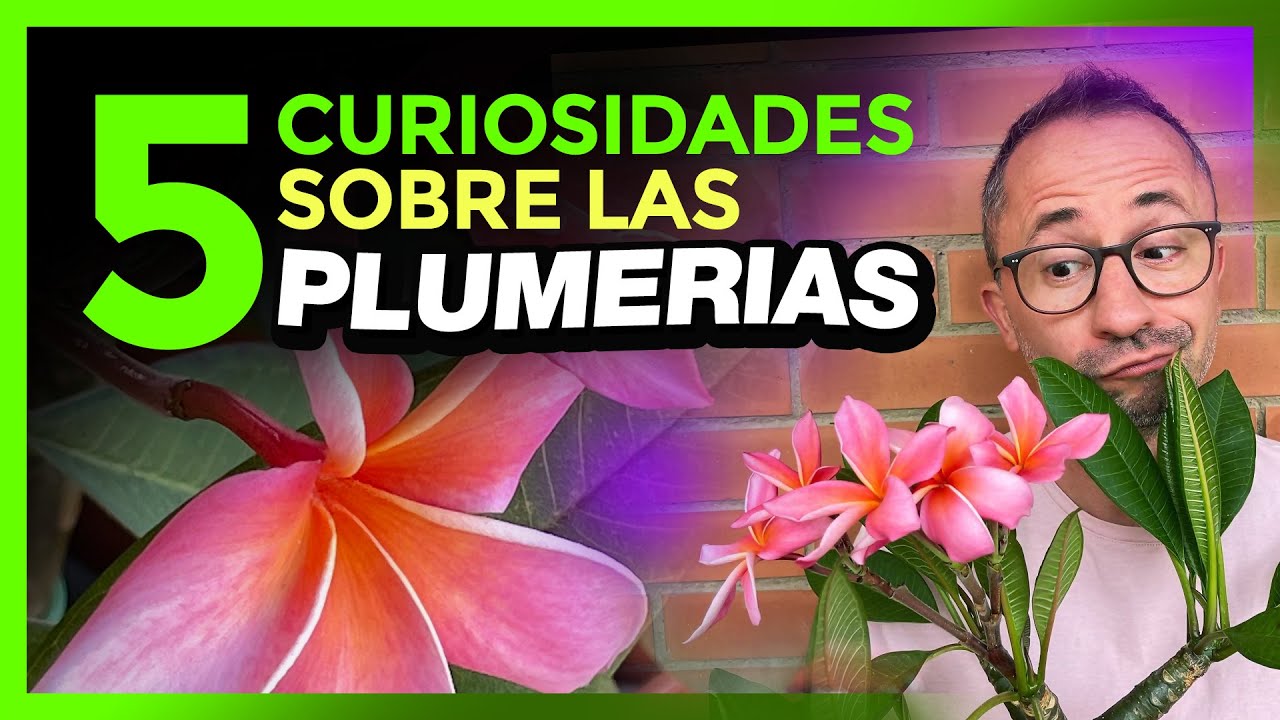 💚😯  ¡CINCO CURIOSIDADES sobre las PLUMERIAS! edición 2021 👀 #plumerimax #plumerias #frangipani