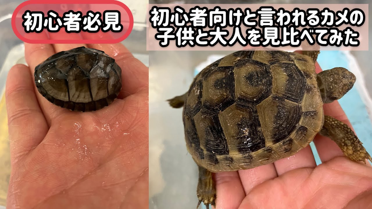 【初心者必見】初心者向けと言われるカメの子供と大人を見比べてみた【リクガメ・ミズガメ】