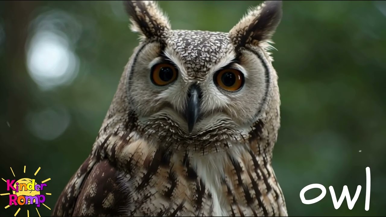 Hello Owl 🦉 Soft Start Music for Students | 10 Minute Nature Background Video