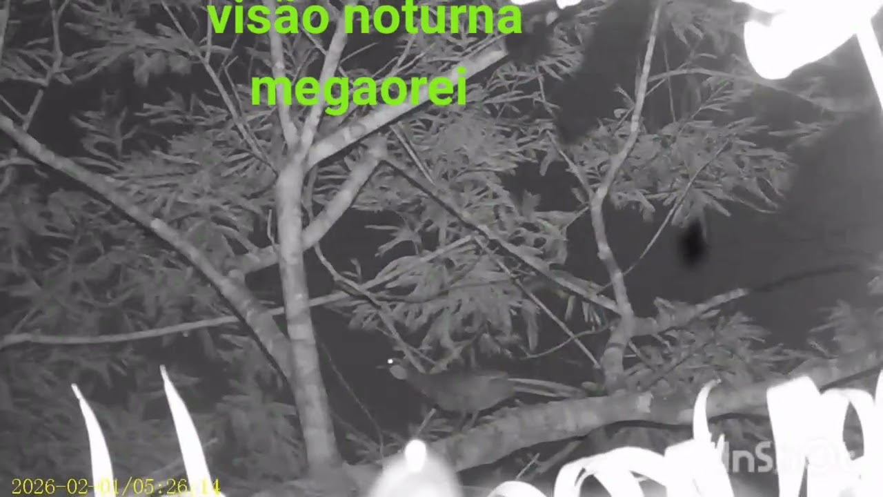 2 de fevereiro de 2026
