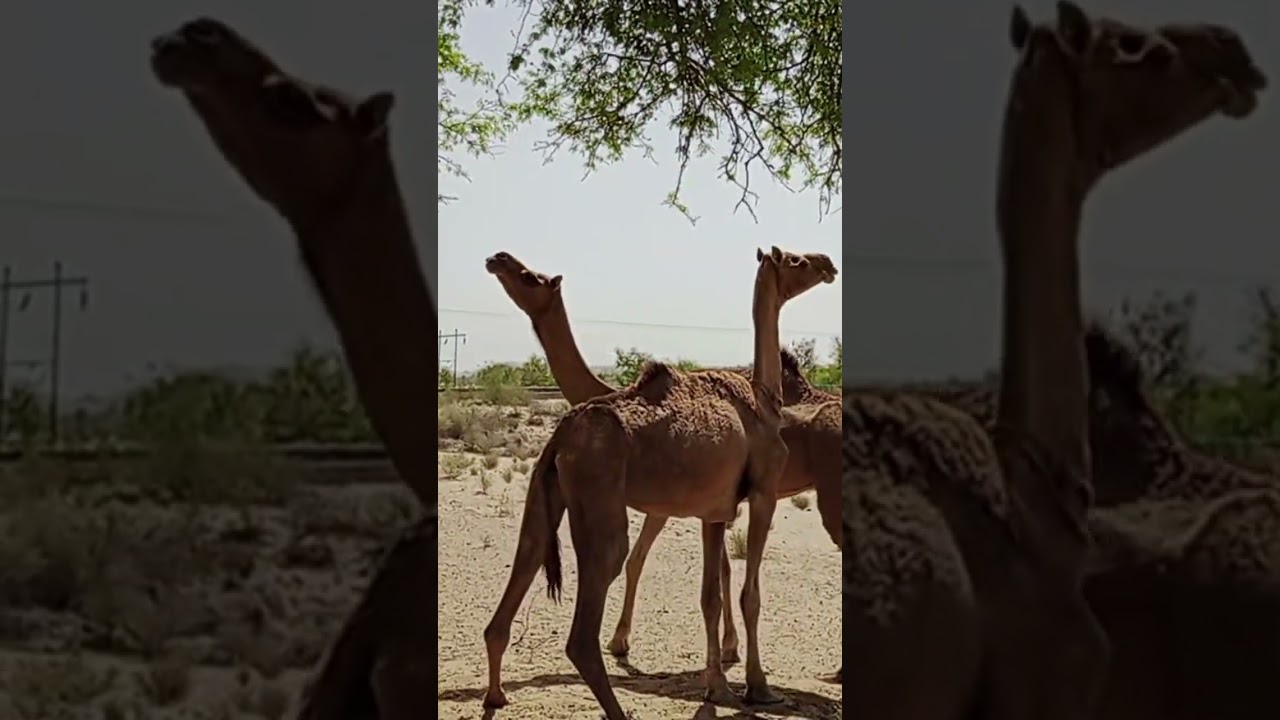 camel's in Desert Tharparkar #camels #camel #tharparkar