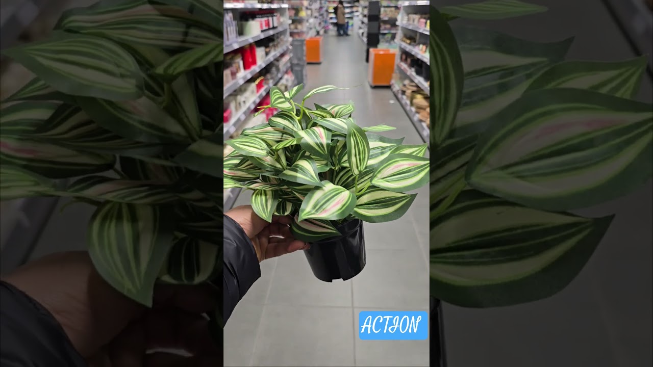 ARRIVAGE ACTION NEW PRODUCTS 2026
