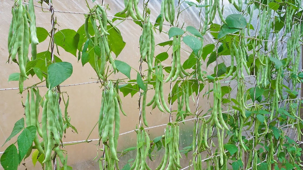 Grow long beans on the terrace, high yield and delicious food