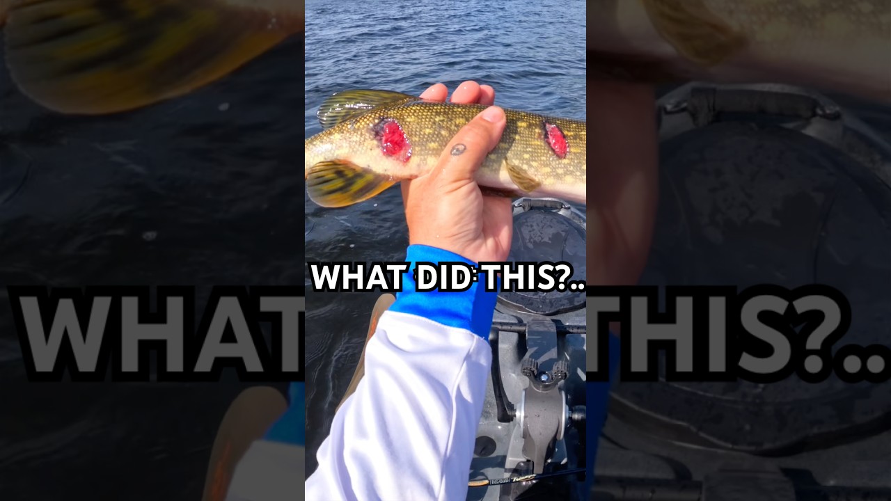This FISH got ATTACKED.. By What??