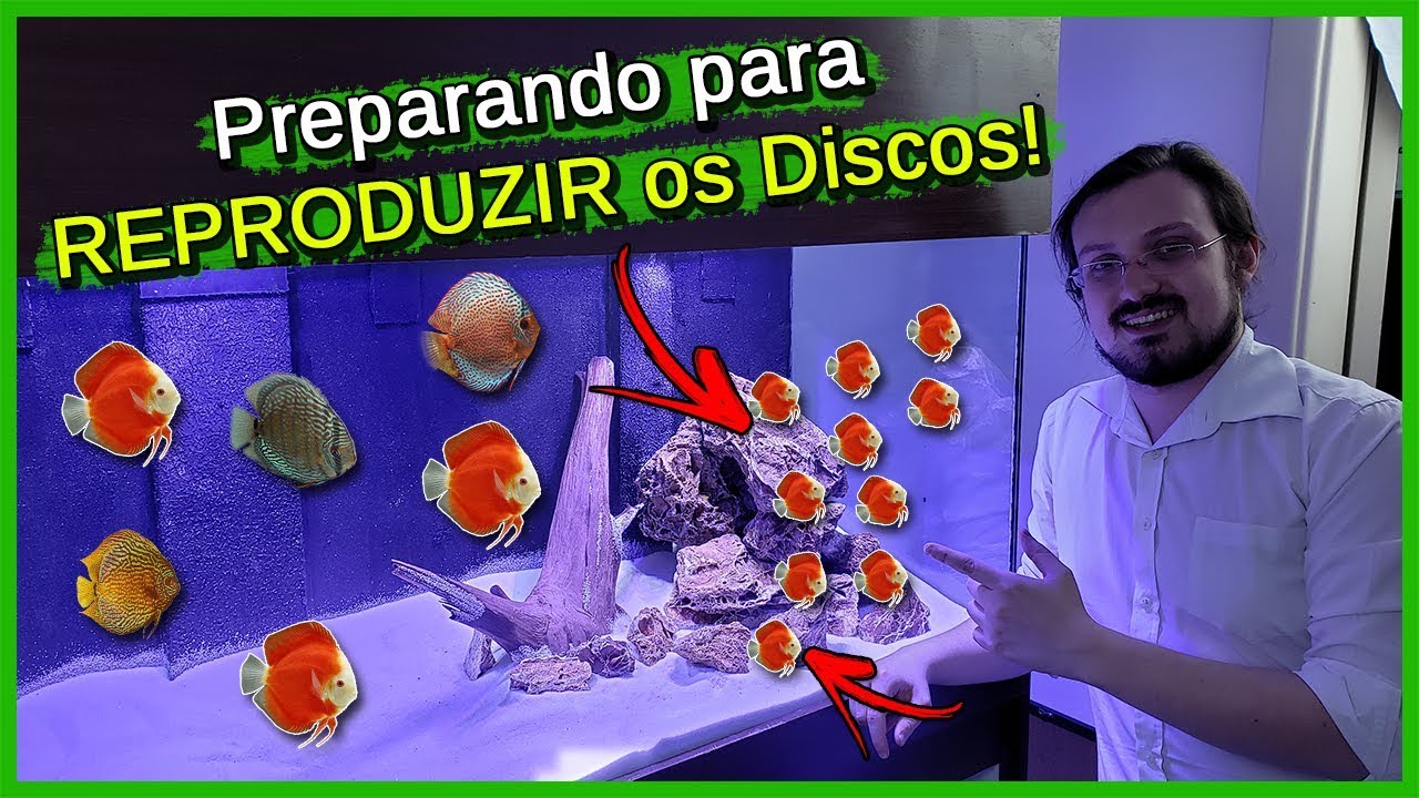Preparando o Aquário para Colocar e REPRODUZIR os ACARÁ DISCO!