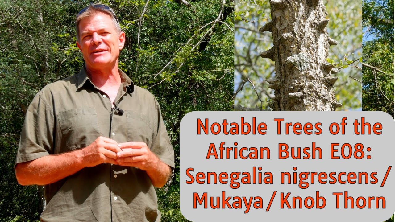 Notable Trees of the African Bush E08: Senegalia nigrescens/Mukaya/Knob Thorn