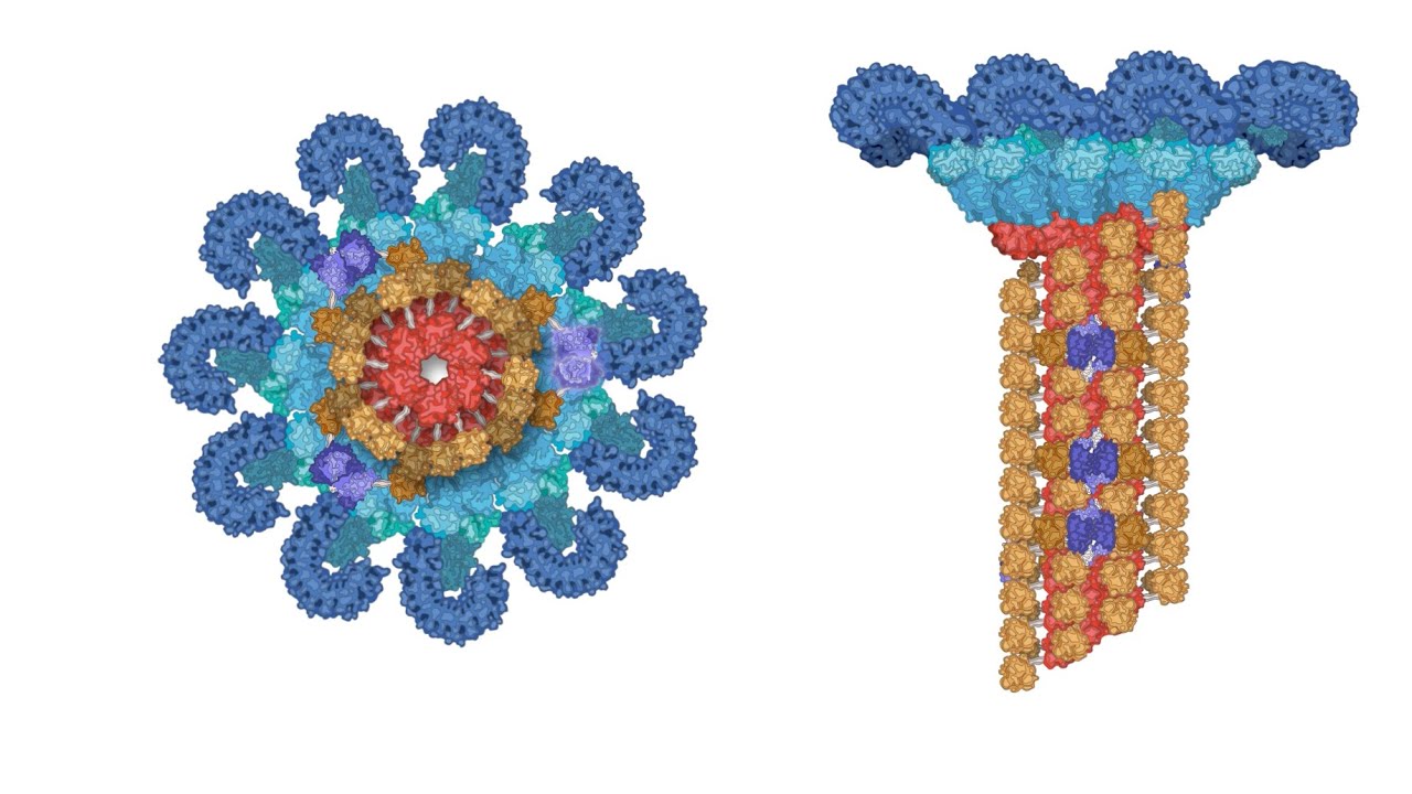 What is an inflammasome?