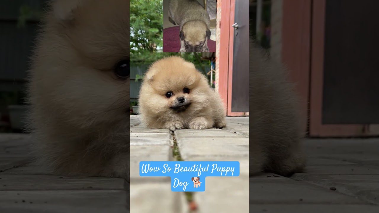 Wow So Cute Baby Puppy Dog Video 📸 