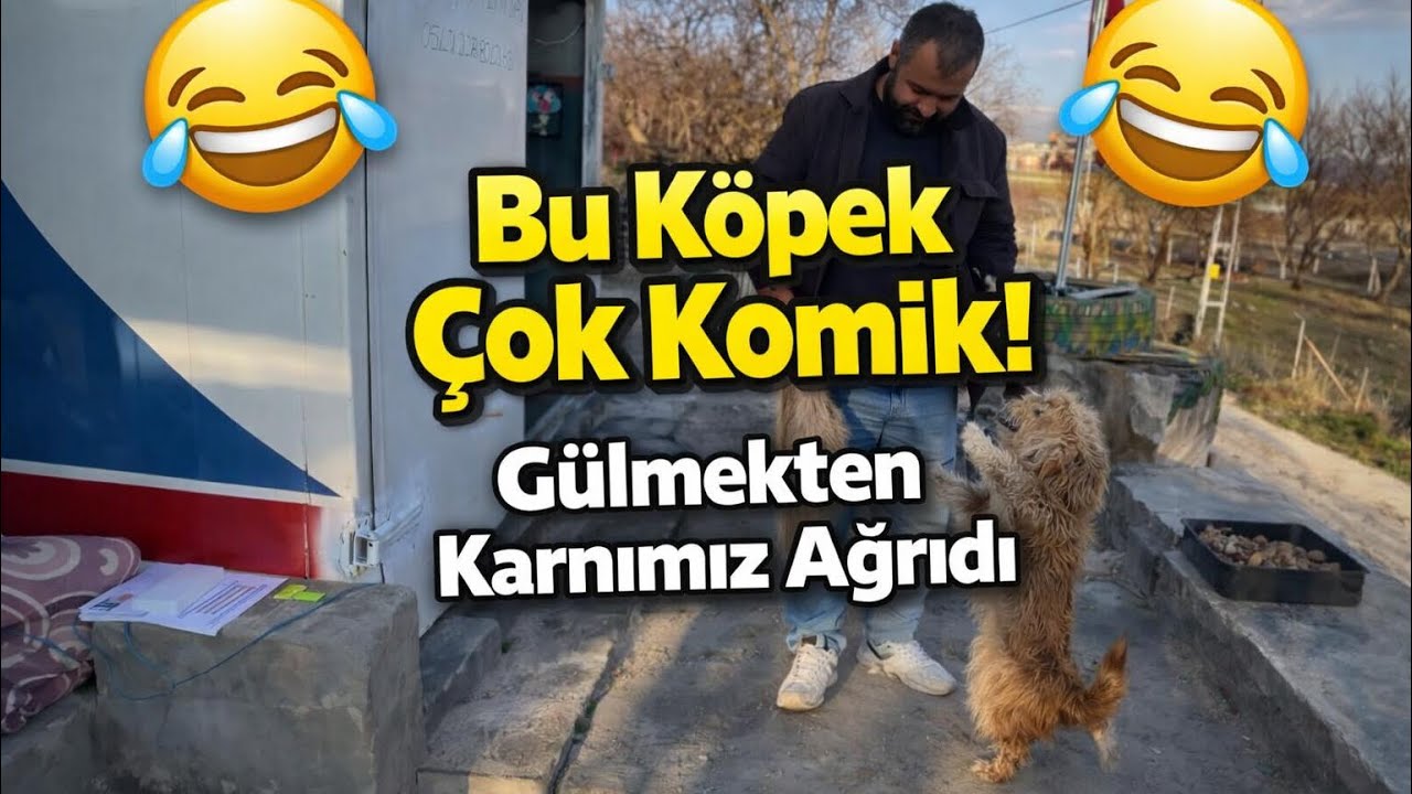 Böyle Komik Köpek Görmediniz! 😂