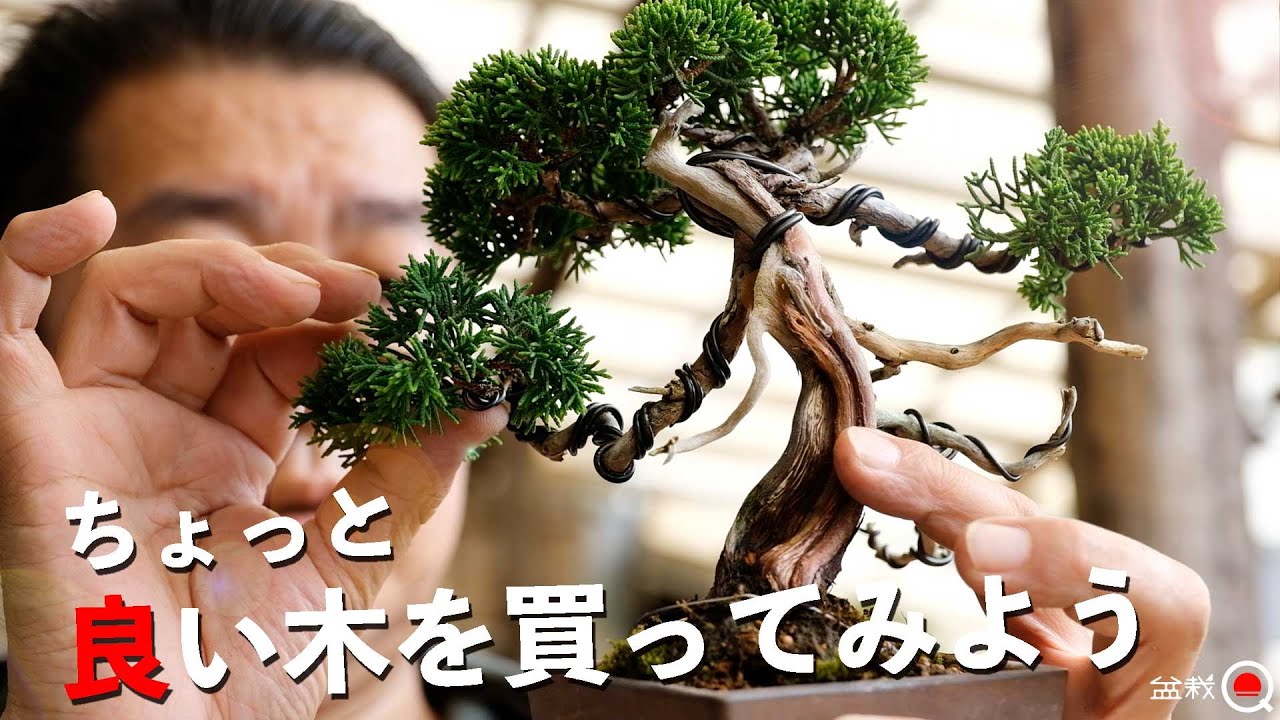 【一歩前へ】少し高額の真柏もこれを観れば手を出せます。【盆栽Q】