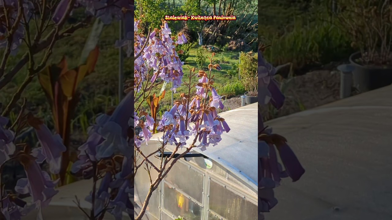 Niezwykłe kwitnące drzewo🌱🌼. #paulownia #cesarskie #drzewo #tlenowe