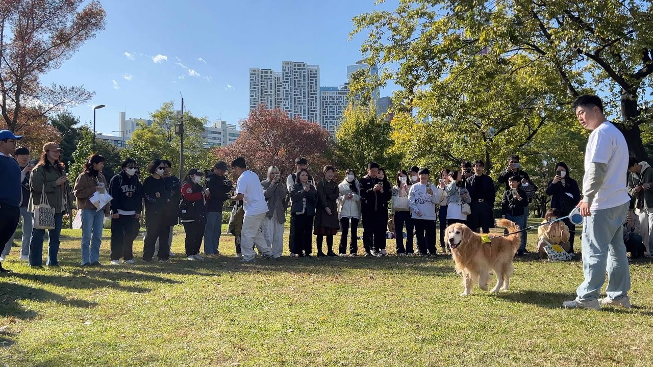 리트리버가 갑자기 낯선 사람들에게 둘러싸였을 때 보인 사랑스러운 반응