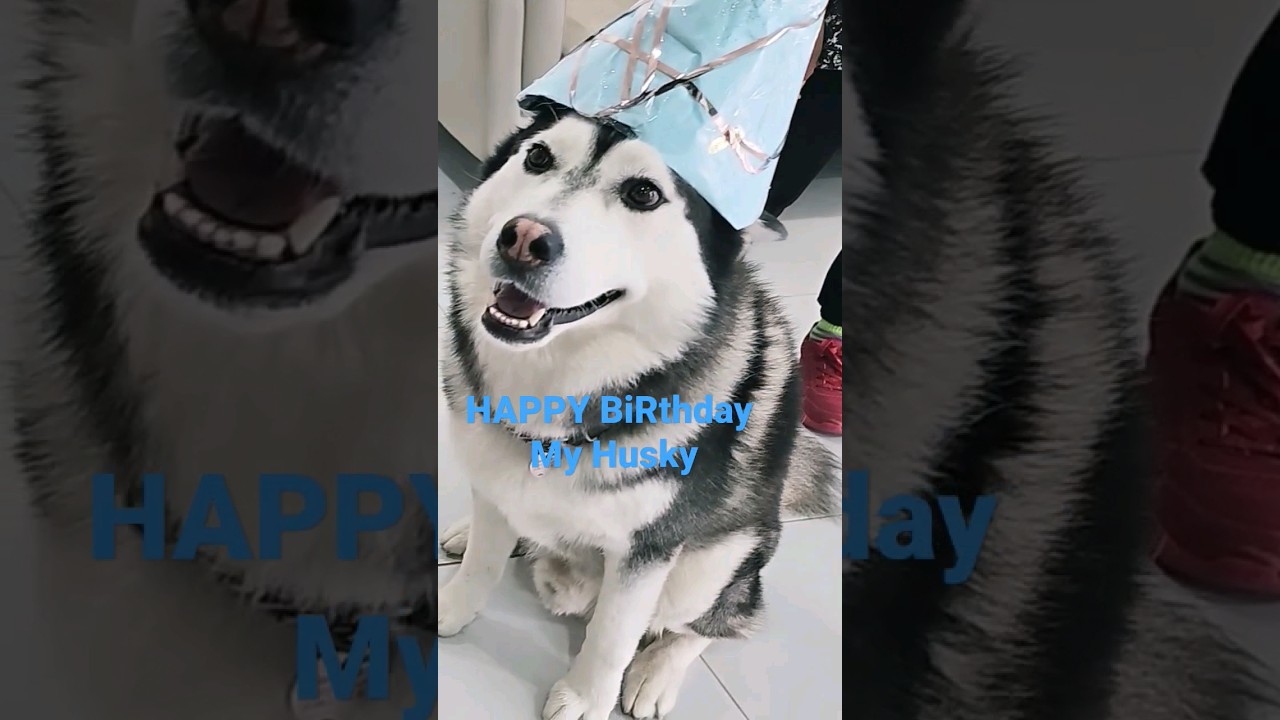 Happy Birthday My Husky #gratitude #fun #blessings #happy #pet