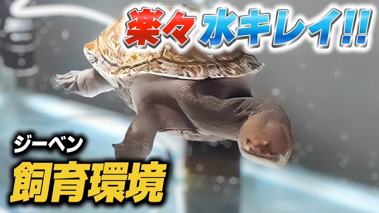 【飼育環境】まだまだ成長！赤虫対策は？ジーベンロックナガクビガメの最新の様子【亀】