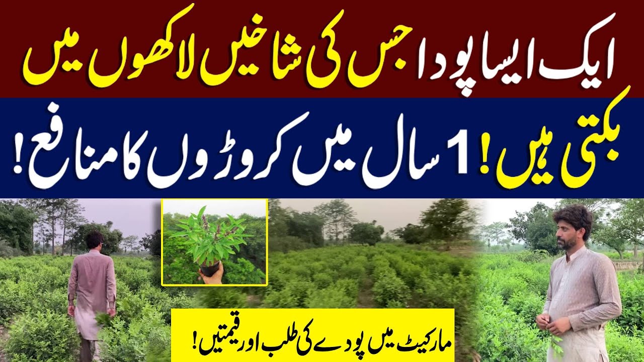Asa Poda Jis Ki Shakhen Lakho Rupy Main Bikti Hain | Neo Digital