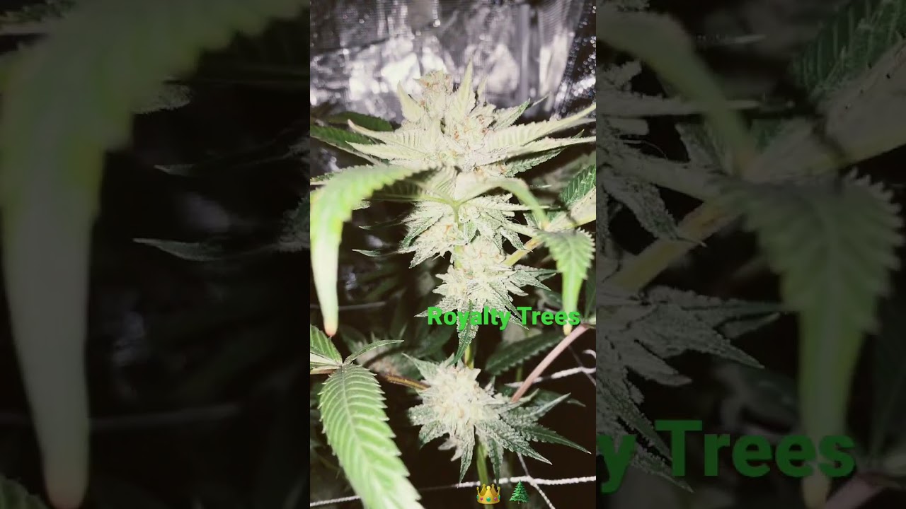 2x2 Cannabis Grow - 180w~Living Soil~Low Budget & High Quality #Royaltytrees #organicsalive