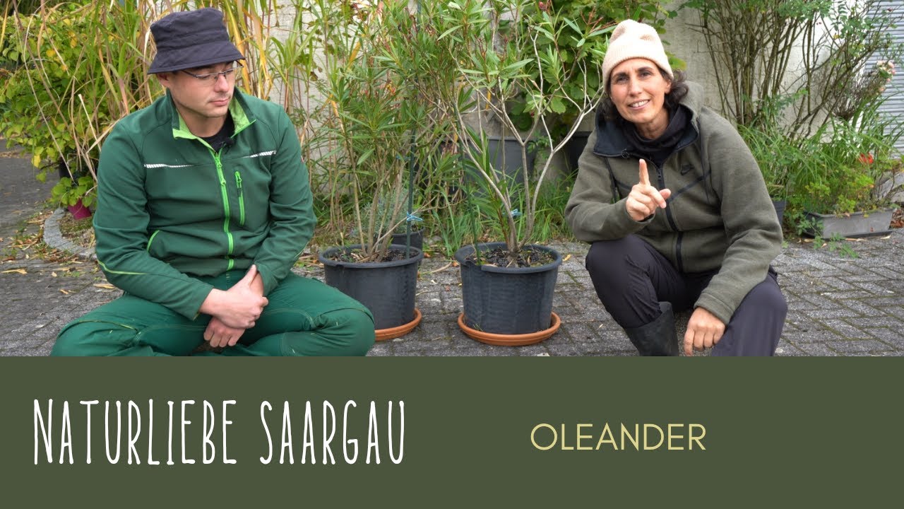 Oleander-Pflege im Herbst: Schnitt, Vermehrung & Blütenstände entfernen  #naturliebesaargau