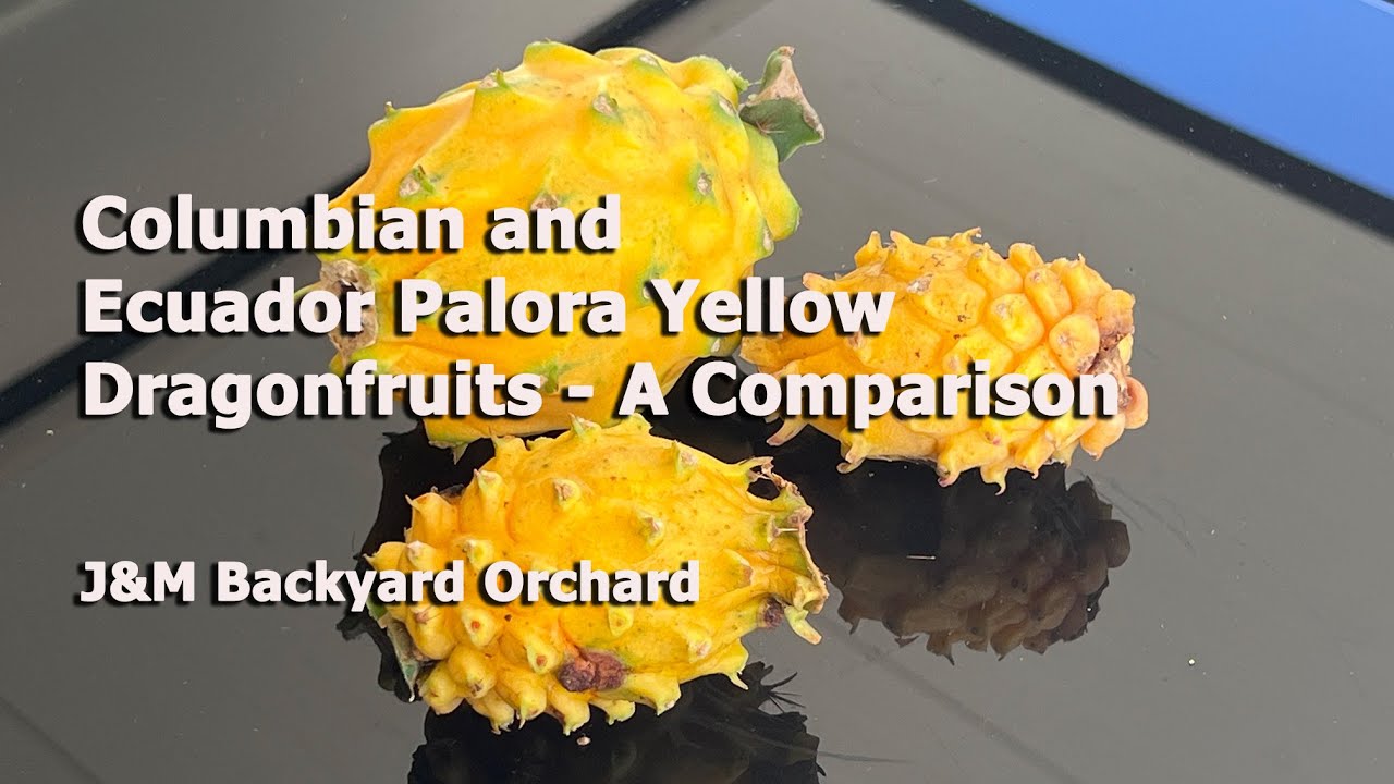 Columbian and Ecuador Palora Yellow Dragonfruits - A Comparison