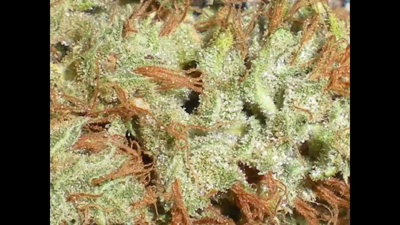 platinum blackberry kush