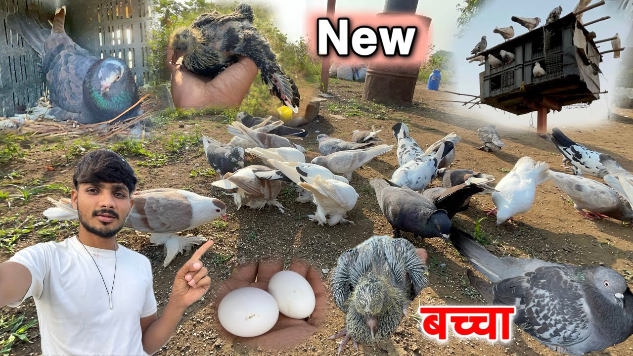 Is bar bleck kabutar ka bachcha alag ho gaya 😱 || kabutar ki video