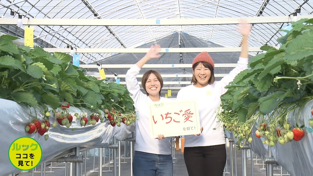 ルック　～地域発・輝くビジネス～・みらいいちご　2024/12/22放送