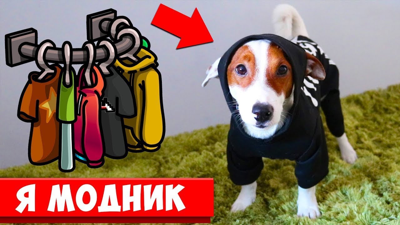 Собака оделся САМ + ДИВАН МОНСТР съел игрушку 🐾 Влог - 22 серия