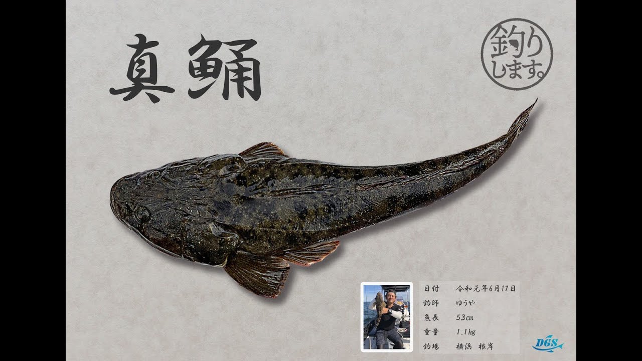 横浜で初マゴチ＆シーバスのリレー遊漁船！記念にカラー魚拓作ってみた24話