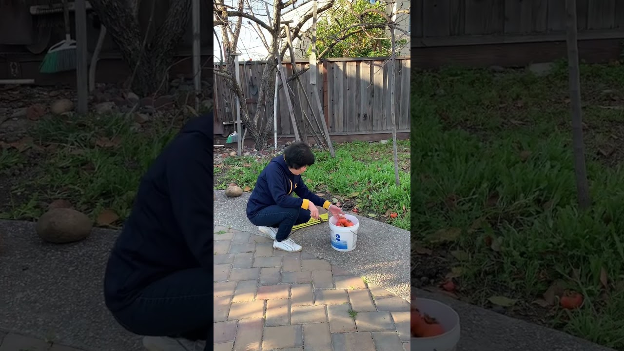 Picking Persimmons - 2025 #persimmon #fruit 