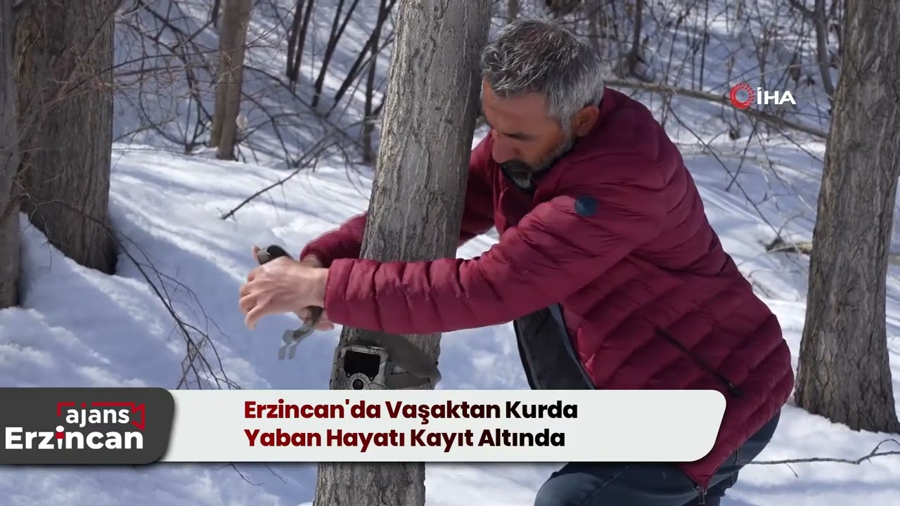 Erzincan'da Vaşaktan Kurda Yaban Hayatı Kayıt Altında