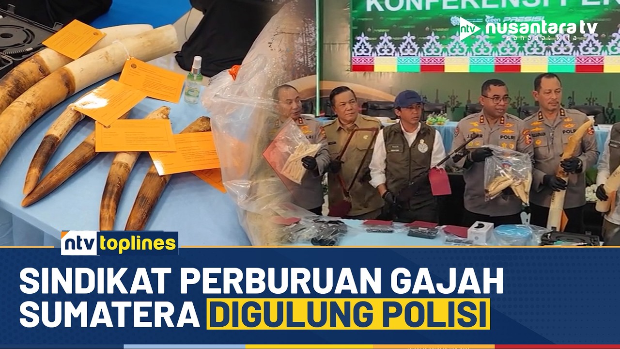 Sebulan Diburu! Sindikat Pembantai Gajah Sumatera di Riau Akhirnya Dibekuk | NTV TOPLINES