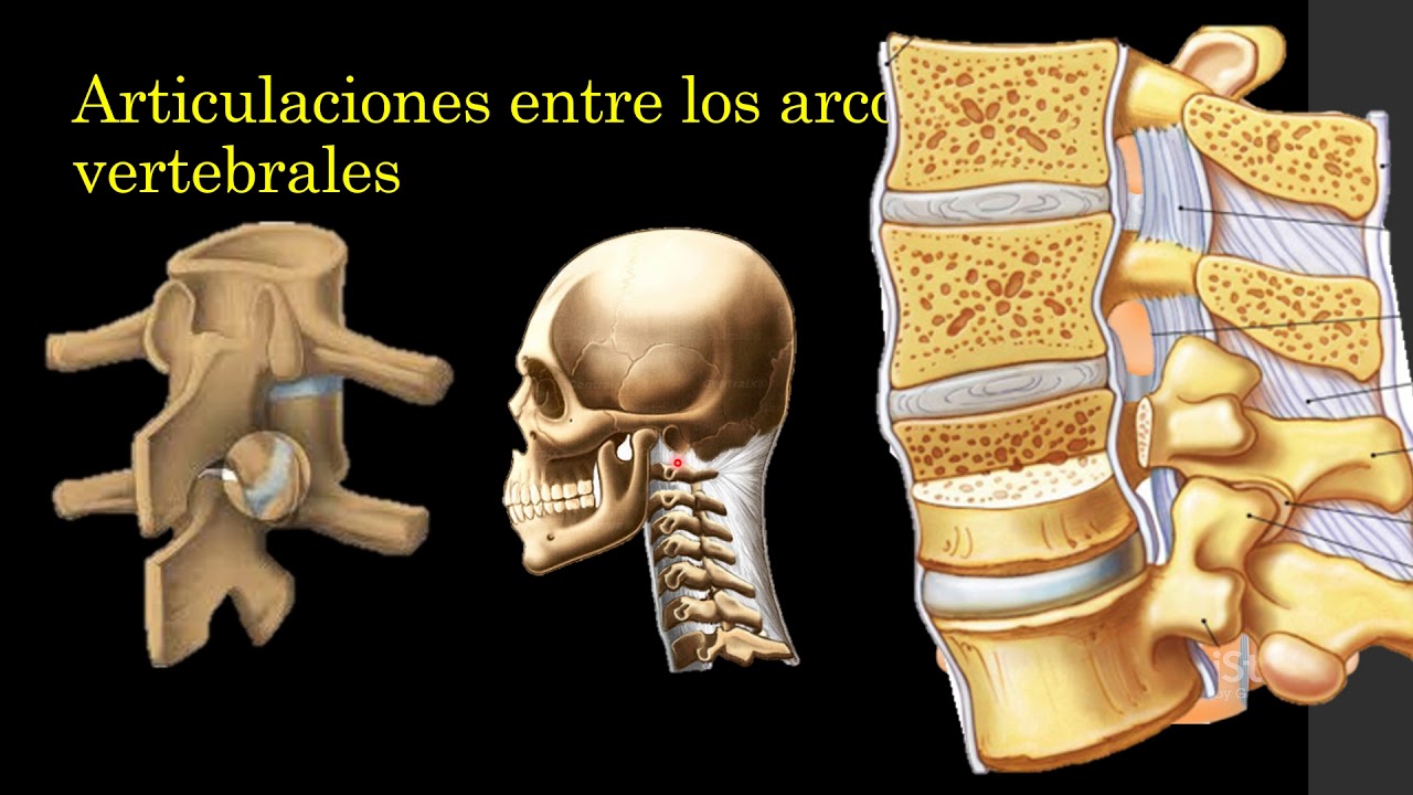 Articulaciones de la columna vertebral