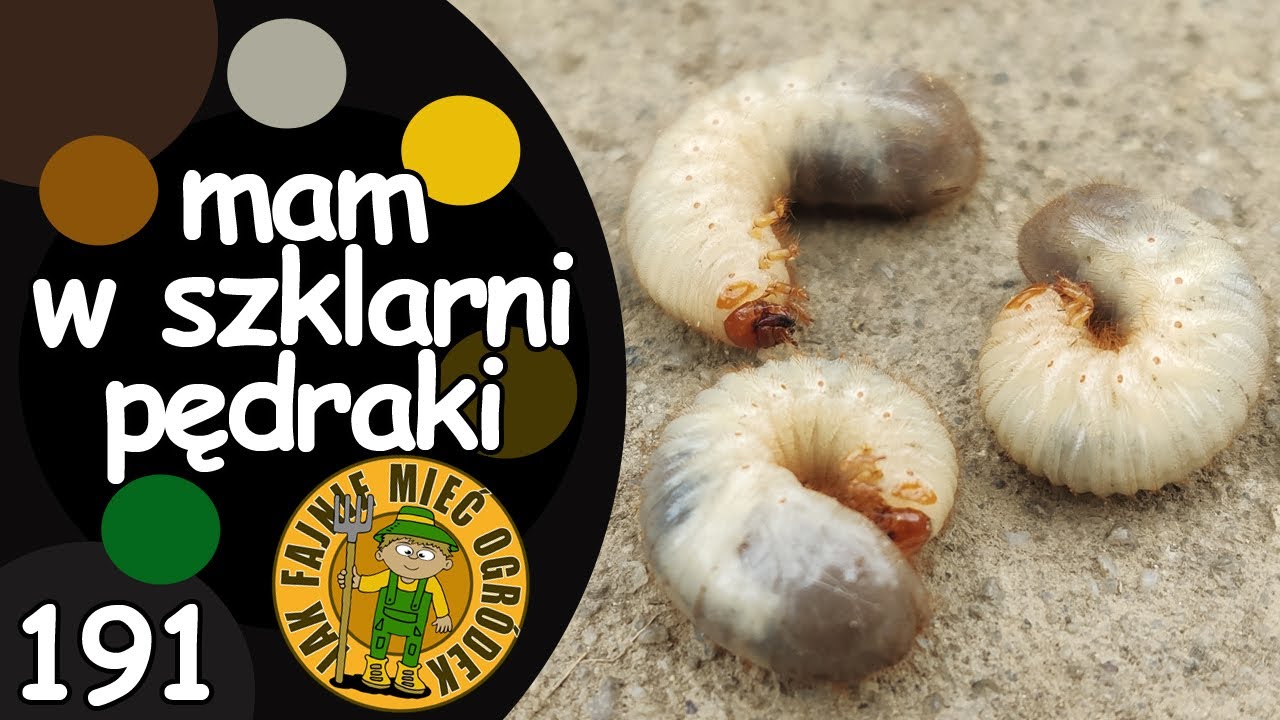 #191 Pędraki w szklarni... Jak zwalczyć pędraki? Jakie to pędraki?