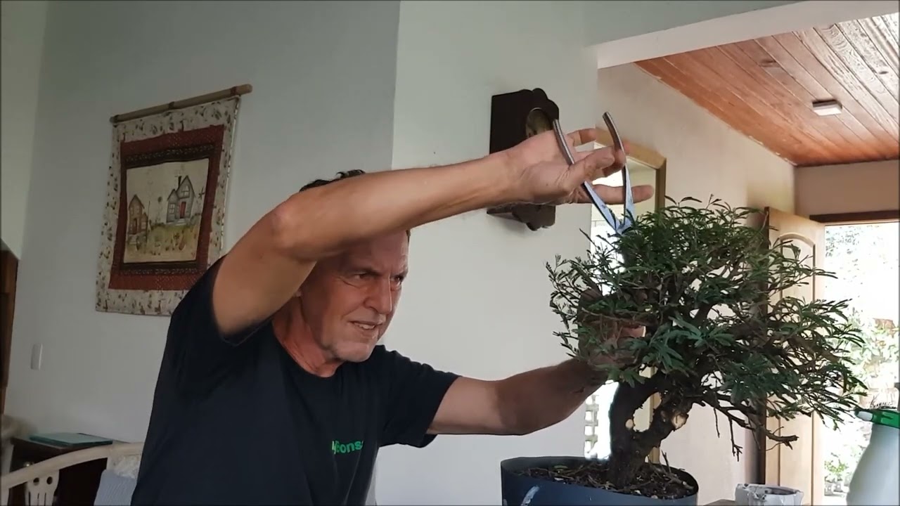 Primeira poda da caliandra 07-32