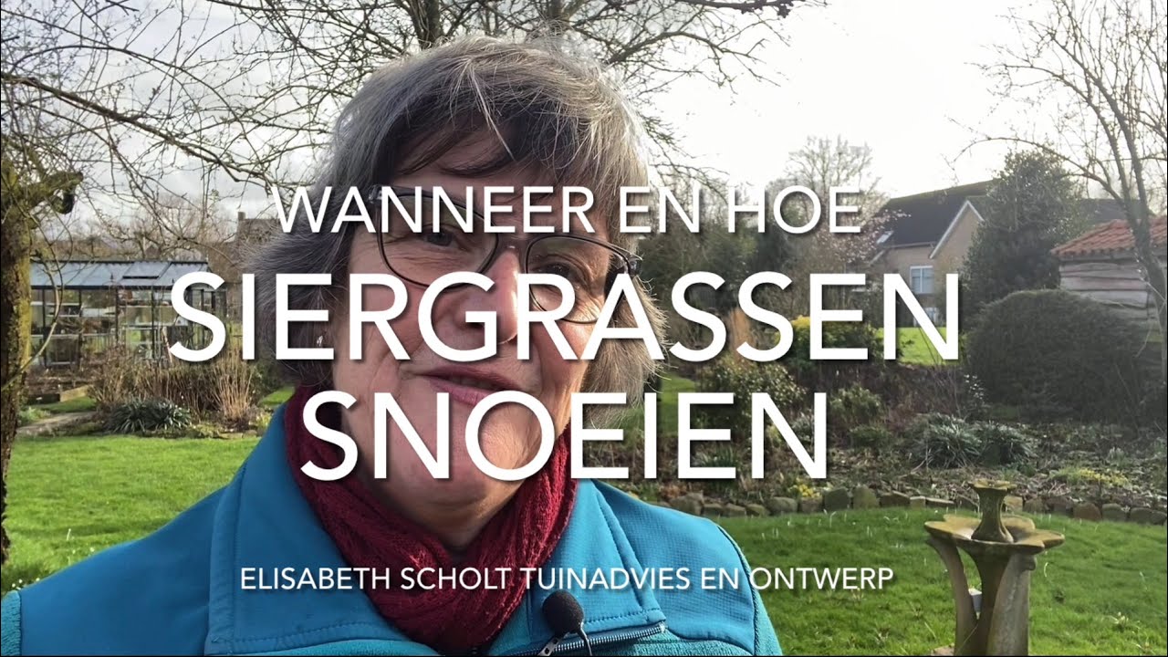 Wanneer en hoe SIERGRASSEN snoeien