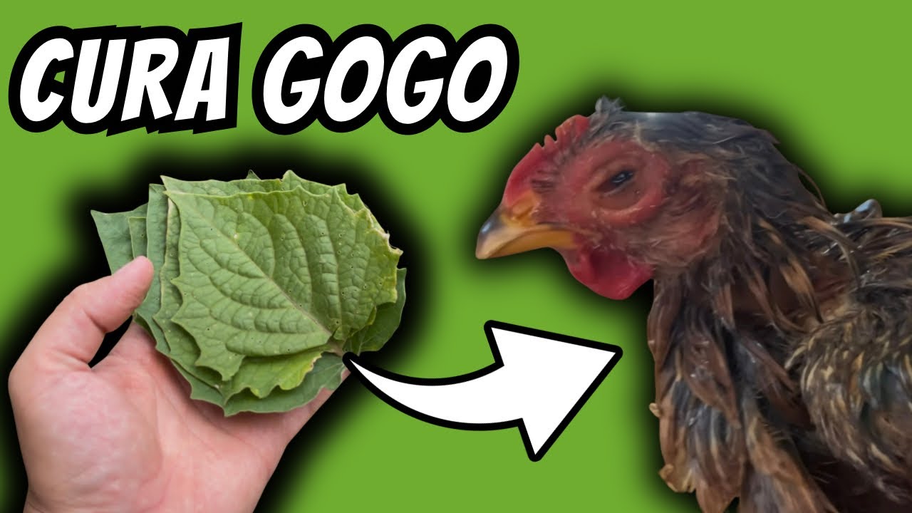BASTAM 6 FOLHAS E ADEUS DOENÇAS! GOGO, CORIZA E RONQUEIRA! 