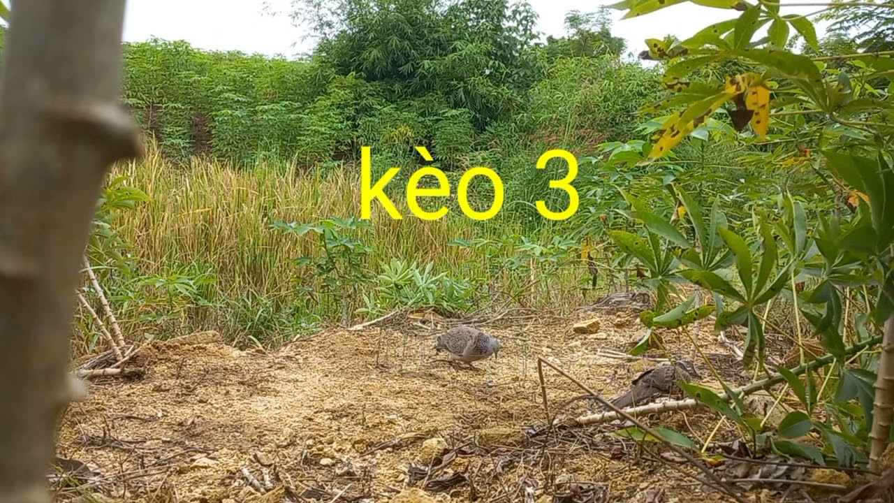 Sắm thổ . 3 kèo đã về đội