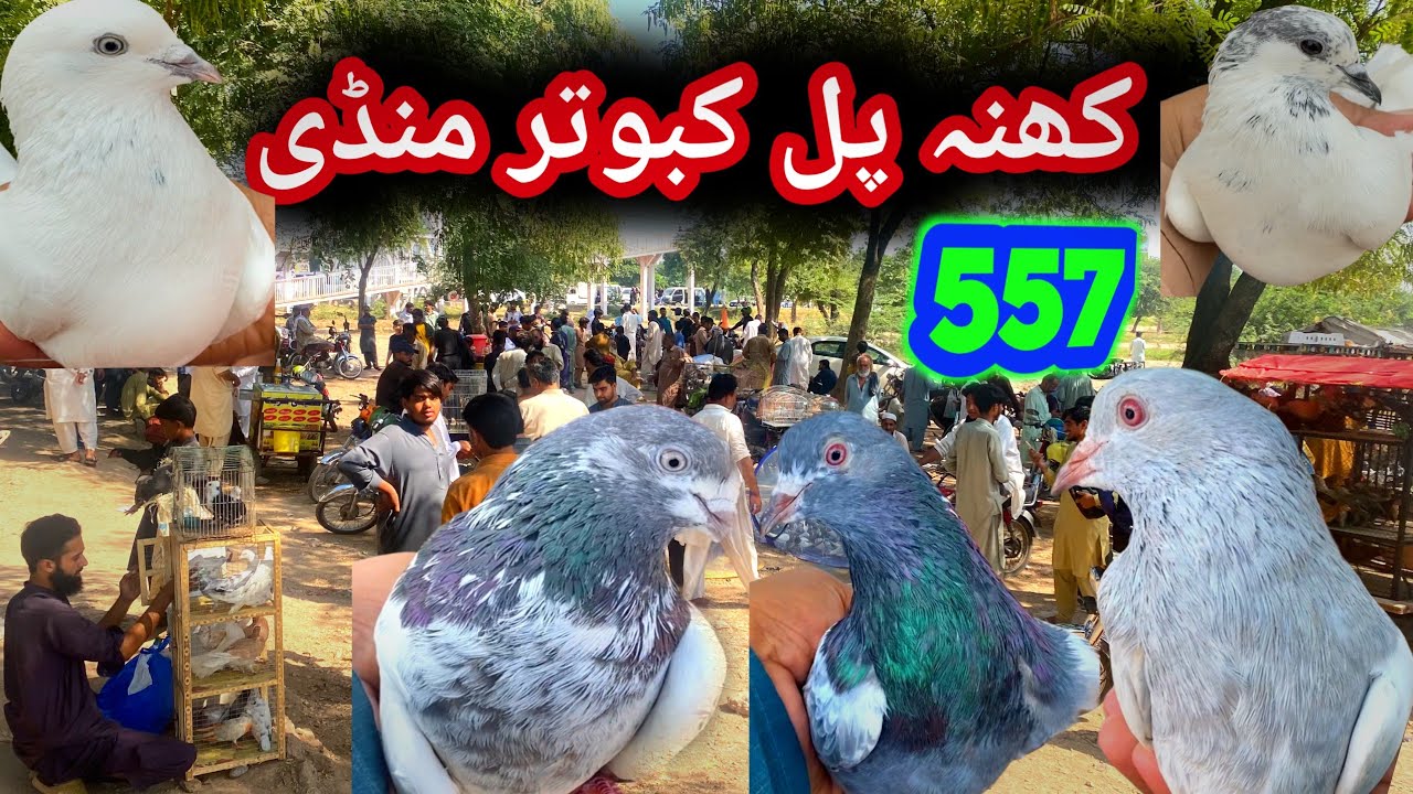 557| Sunday Khana Pull Kabootar Mandi | Today 28/9/2025 Latest Update High Flyer Pigeon Market Price