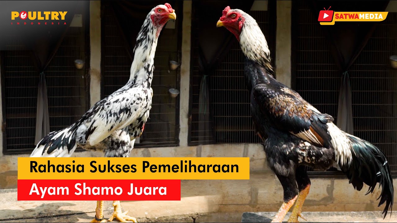 Manajemen Lengkap Pemeliharaan Ayam Shamo