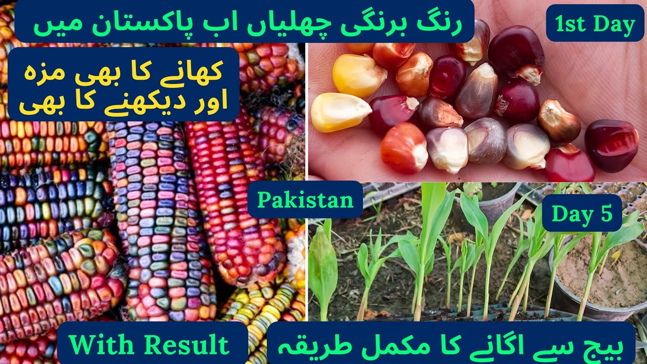 How To Grow Rainbow Corn From Seed | Glass Gem Corn | With Germination Result | Rare Garden
