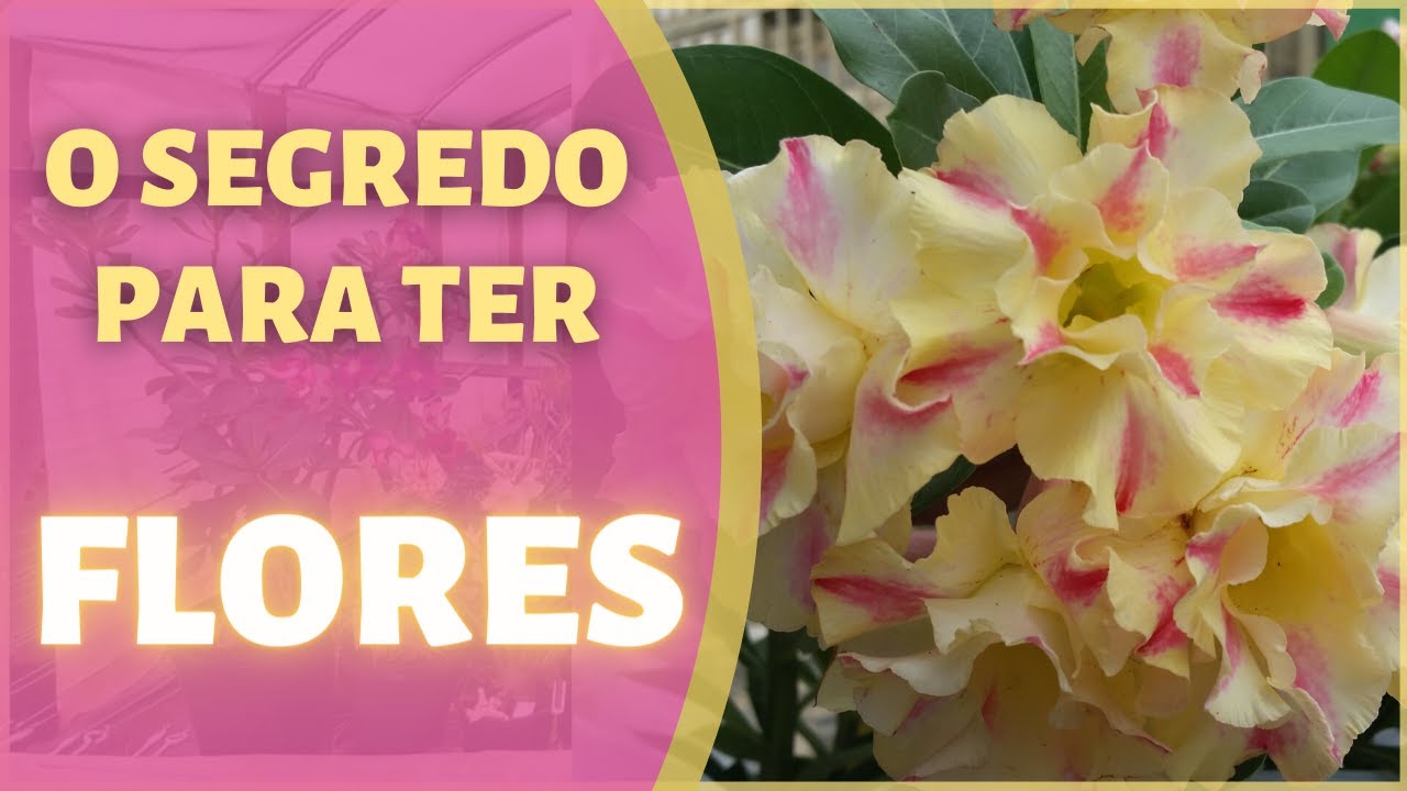 O segredo para o florescimento da Rosa do deserto