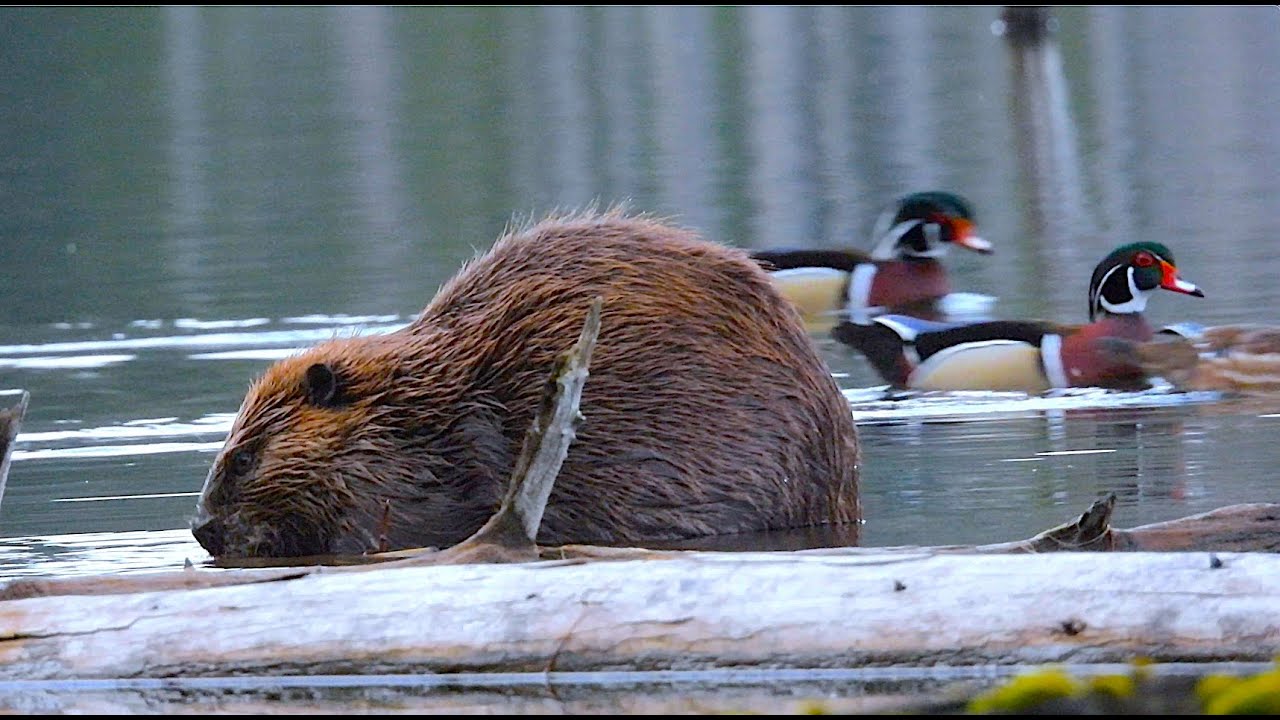 My Adventures with the Wild of Home, Nex̱wlélex̱wm / Bowen Island, Átl’ka7tsem / Howe Sound