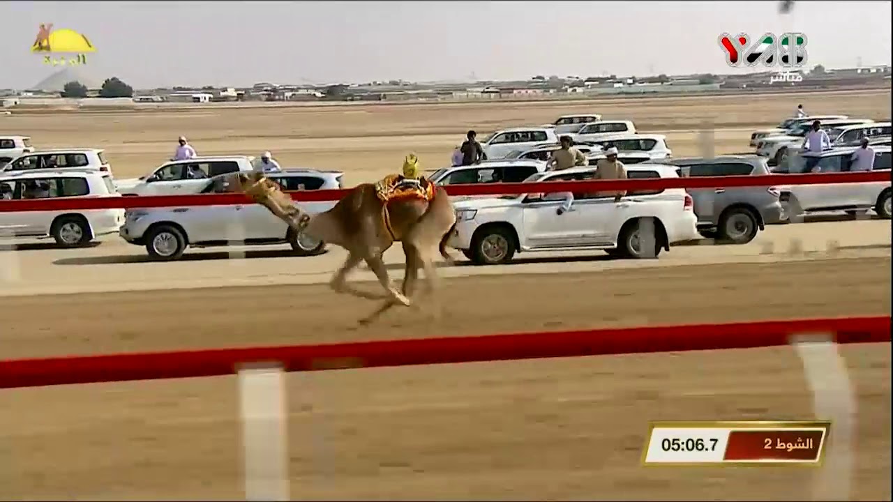 الشوط 2 (الصحاف) لـ محمد سهيل العامري , جائزة زايد الكبرى السبت 2019/11/30 الوثبة حقايق